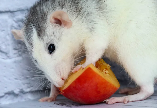 Rat Noir Blanc Mange Des Pêches Juteuses Sucrées Savoureuses — Photo