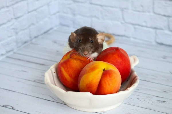 Svart Och Vit Råtta Äter Saftig Söt Och God Persika — Stockfoto