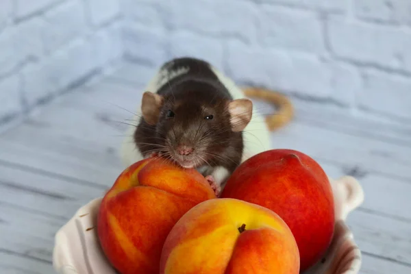 Ratto Bianco Nero Mangia Succosa Pesca Dolce Saporita — Foto Stock