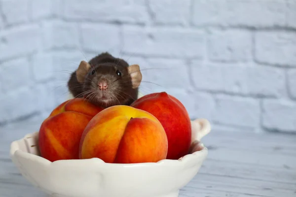 Black White Rat Eats Juicy Sweet Tasty Peach — Stock Photo, Image