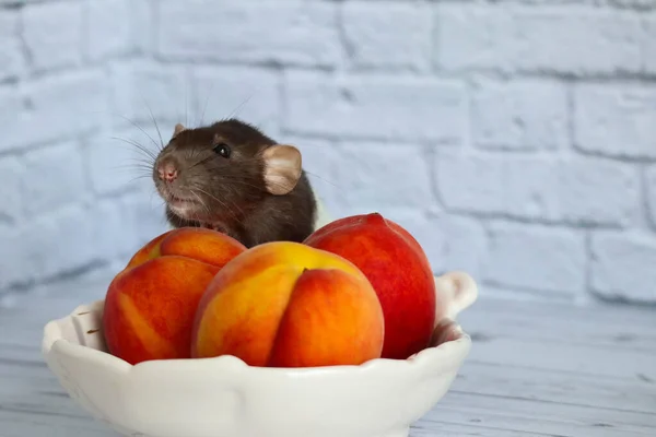 Rat Noir Blanc Mange Des Pêches Juteuses Sucrées Savoureuses — Photo