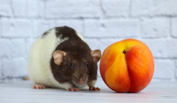 Zwart Witte Rat Eet Sappige Zoete Smakelijke Perzik — Stockfoto