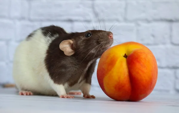 Rat Noir Blanc Mange Des Pêches Juteuses Sucrées Savoureuses — Photo