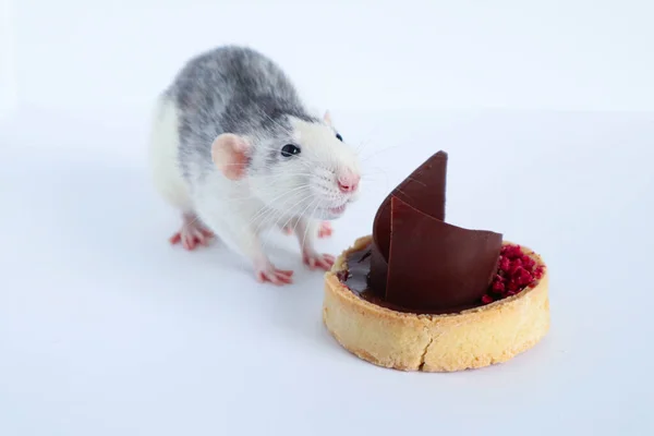 Black White Rat Eats Sweet Delicious Cake Chocolate Berries — Stock Photo, Image