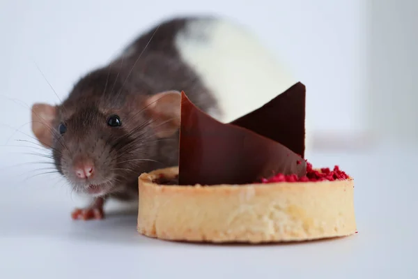 Black White Rat Eats Sweet Delicious Cake Chocolate Berries — Stock Photo, Image