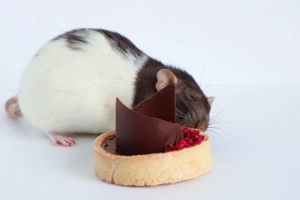 黑白鼠吃着甜而好吃的蛋糕 还有巧克力和浆果 — 图库照片