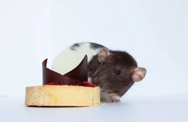 Black White Rat Eats Sweet Delicious Cake Chocolate Berries — Stock Photo, Image