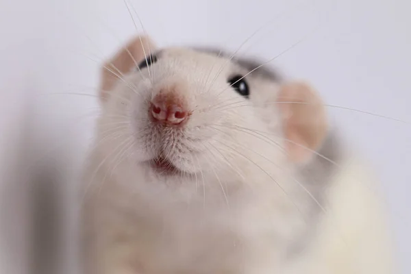 Szczur Bliska Strzelanie Makro Ładny Wąs Różowym Nosem Długimi Wąsami — Zdjęcie stockowe