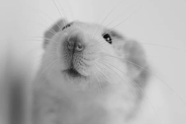 Patkány Közeledik Makrofotózás Aranyos Szájkosár Rózsaszín Orral Hosszú Bajusszal — Stock Fotó