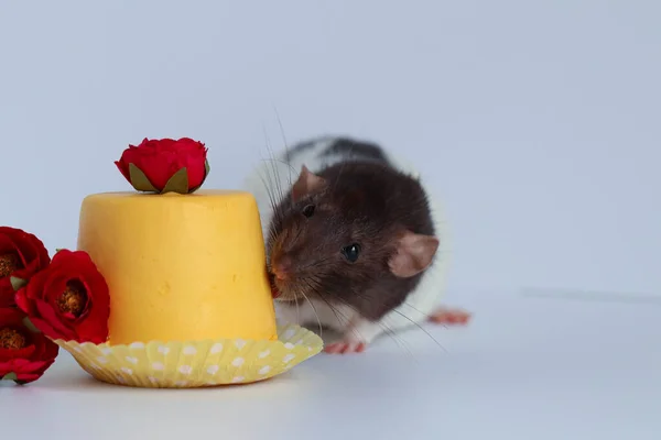 黒と白のラットのクローズアップ黄色の甘いケーキを食べる マクロ写真です ピンクの鼻と長い口ひげを持つ素敵な顔 — ストック写真