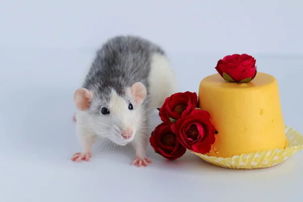 黒と白のラットのクローズアップ黄色の甘いケーキを食べる マクロ写真です ピンクの鼻と長い口ひげを持つ素敵な顔 — ストック写真