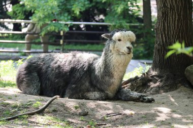 Büyük siyah beyaz bir lama ya da alpaka ağaçların gölgesinde çimlerin üzerinde uzanır..