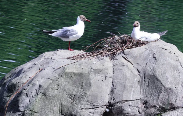 Par Pássaros Gaivotas Apaixonados Senta Uma Pedra Lado Belo Lago — Fotografia de Stock