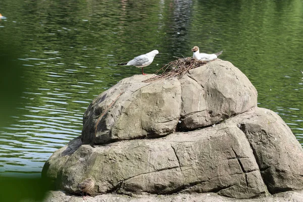 Par Pássaros Gaivotas Apaixonados Senta Uma Pedra Lado Belo Lago — Fotografia de Stock