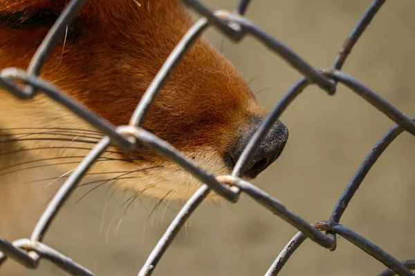 Black nose of a red fox close up. Macro shooting. Behind bars in captivity.