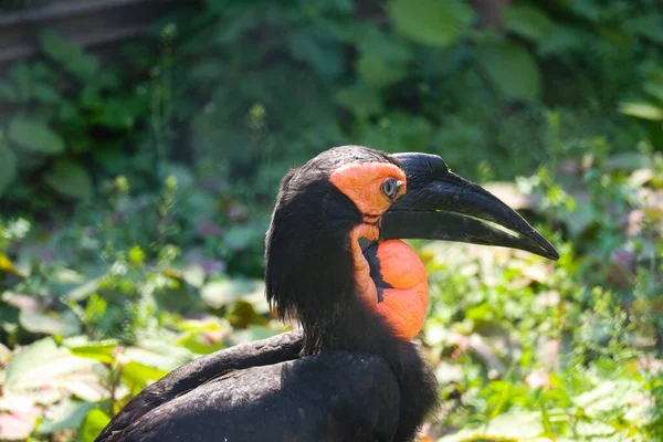 Corbeau Cornu Africain Grand Oiseau Proie Plumage Noir Bec Rouge — Photo
