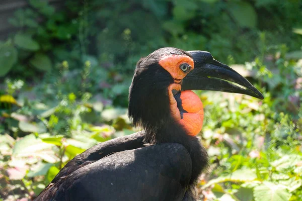 アフリカの角がついたレイヴン 黒い羽毛と赤いくちばしを持つ獲物の大きな鳥 動物は絶滅危惧種です — ストック写真