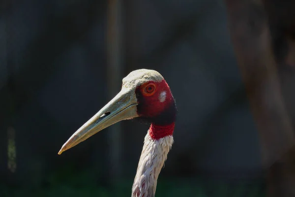 Grand Oiseau Plumage Rouge Long Bec Les Animaux Sont Danger — Photo