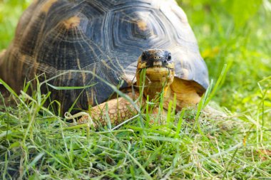 Taş gibi sert kabuğu olan yaşlı bir amfibi kaplumbağa.