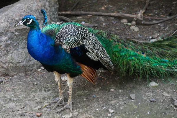 多色の明るくカラフルな尾を持つ美しい大きな孔雀の鳥 — ストック写真