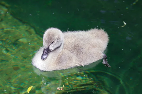 Schwanenbaby Makroschießen Schwarzes Schwanenküken — Stockfoto