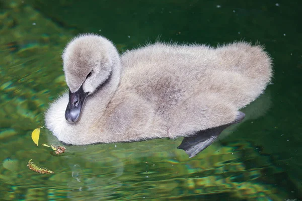 Kleine Baby Zwaan Vogel Macro Schieten Zwarte Zwaan Kuiken — Stockfoto