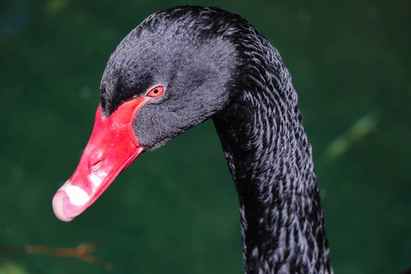 長い首と赤いくちばしを持つ美しく優雅な黒い白鳥 マクロ撮影 — ストック写真