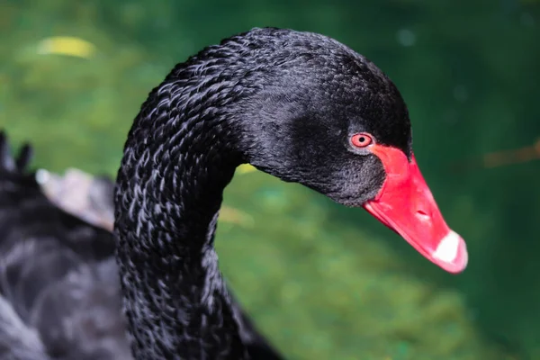 長い首と赤いくちばしを持つ美しく優雅な黒い白鳥 マクロ撮影 — ストック写真