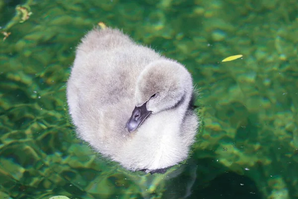 Schwanenbaby Makroschießen Schwarzes Schwanenküken — Stockfoto