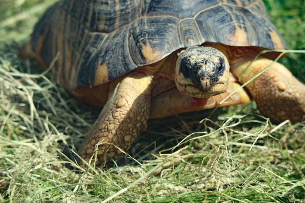 An old amphibian turtle with a shell hard as a stone