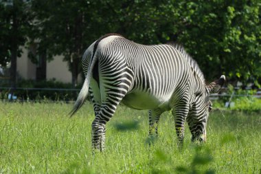 Çizgili siyah ve beyaz zebra yeşil otları yiyor. Safari.