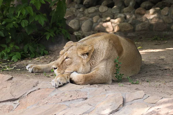 Beautiful Wild Lioness Close — Stock Photo, Image