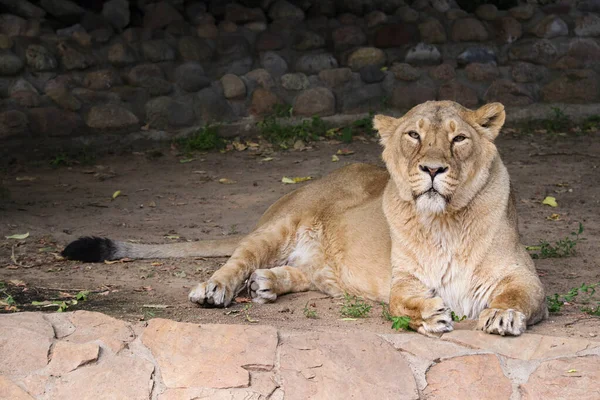 Belle Lionne Sauvage Près — Photo