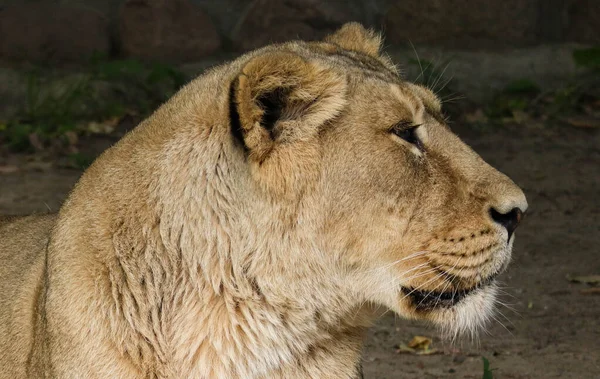 美丽的野生母狮近身 — 图库照片