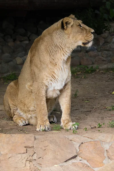 Beautiful Wild Lioness Close — Stock Photo, Image