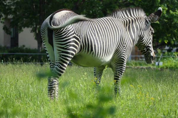 Zebra Listrada Preto Branco Está Comendo Grama Verde Safari — Fotografia de Stock