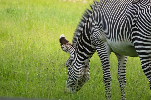 Paski Czarno Białej Zebry Jedzą Zieloną Trawę Safari — Zdjęcie stockowe
