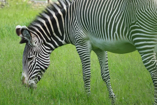 Striped Black White Zebra Eating Green Grass Safari — Stock Photo, Image