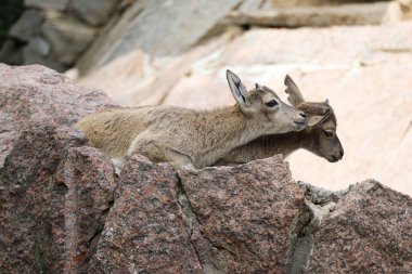 İki küçük dağ keçisi kayanın üzerinde oynaşıyor. Vahşi hayvan yavruları.