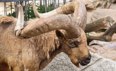 İki küçük dağ keçisi kayanın üzerinde oynaşıyor. Vahşi hayvan yavruları.