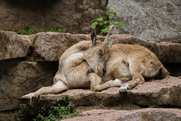 A mountain goat child sleeps on a rock. Cubs of wild animals.