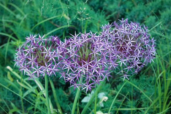 Lilac Allium Blomma Form Boll Sällsynta Växter — Stockfoto