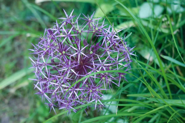 Lilac Allium Blomma Form Boll Sällsynta Växter — Stockfoto