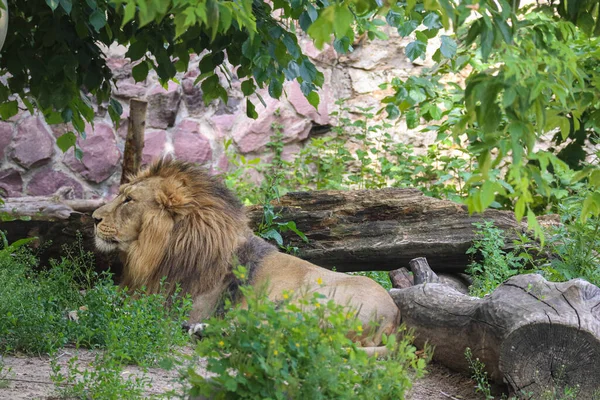 The lion king rests confidently in the green grass under the shadow of the trees