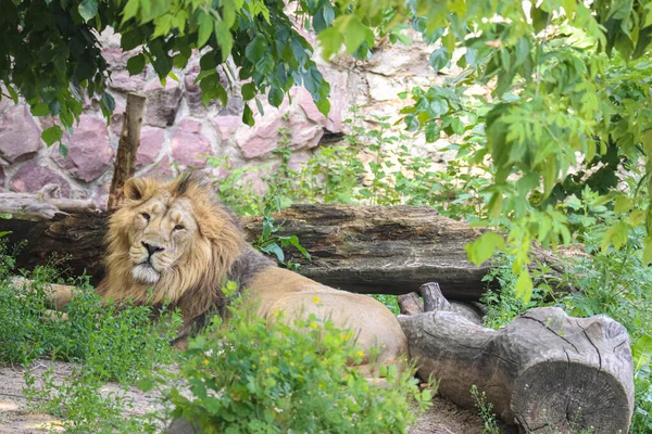 The lion king rests confidently in the green grass under the shadow of the trees