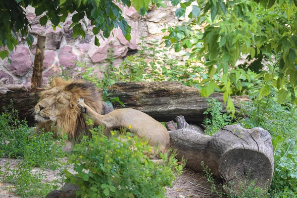 The lion king rests confidently in the green grass under the shadow of the trees