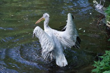 Kuş mavi göl suyuna iniyor. Kuş uçuşu. Dalmaçyalı pelikan, Pelecanus crispus, göle iniyor. Kanatları açık pelikan. Avrupa doğasından vahşi yaşam sahnesi.