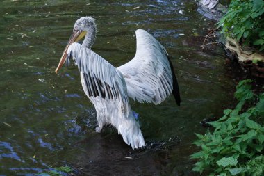Kuş mavi göl suyuna iniyor. Kuş uçuşu. Dalmaçyalı pelikan, Pelecanus crispus, göle iniyor. Kanatları açık pelikan. Avrupa doğasından vahşi yaşam sahnesi.