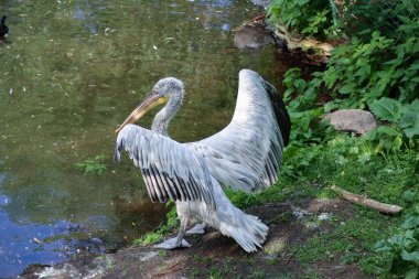 Kuş mavi göl suyuna iniyor. Kuş uçuşu. Dalmaçyalı pelikan, Pelecanus crispus, göle iniyor. Kanatları açık pelikan. Avrupa doğasından vahşi yaşam sahnesi.