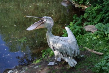 Kuş mavi göl suyuna iniyor. Kuş uçuşu. Dalmaçyalı pelikan, Pelecanus crispus, göle iniyor. Kanatları açık pelikan. Avrupa doğasından vahşi yaşam sahnesi.